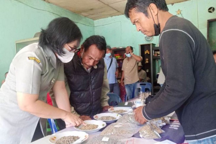 Polbangtan Medan edukasi petani kopi di Simalungun